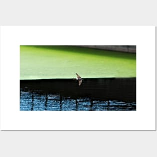 Swallow Flying Across Lake Bird Wildlife Spring Posters and Art